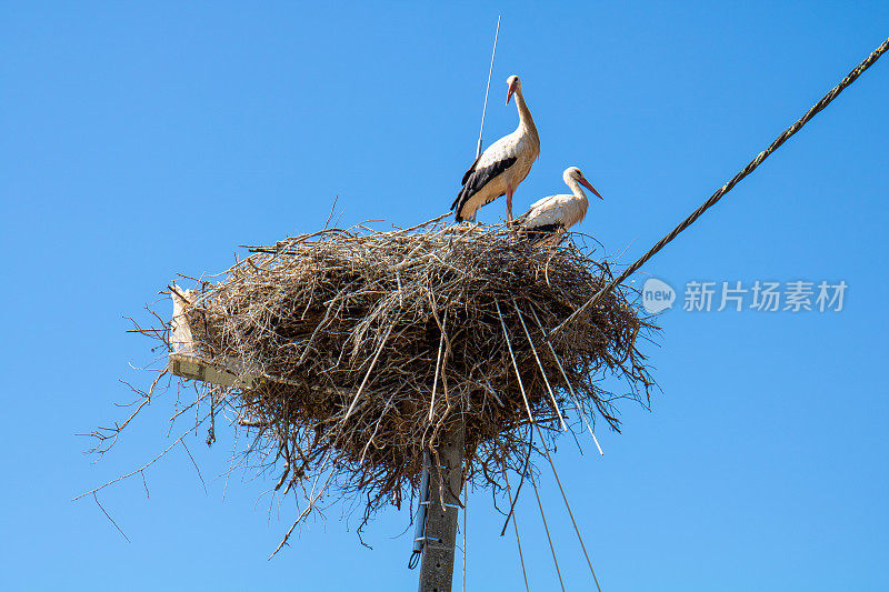 两只鹳在巢/巢里